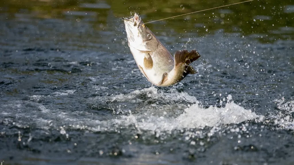 Barramundi jumping out of the water