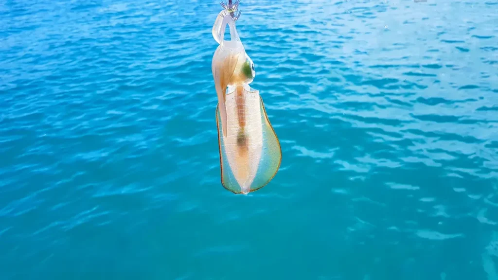 squid snagged on a squid jig