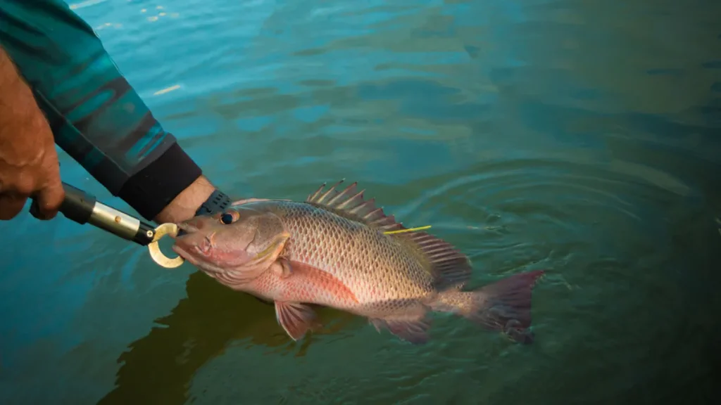 Angler gently releasing a Mangrove Jack back into the water, ensuring its safe return to the habitat.