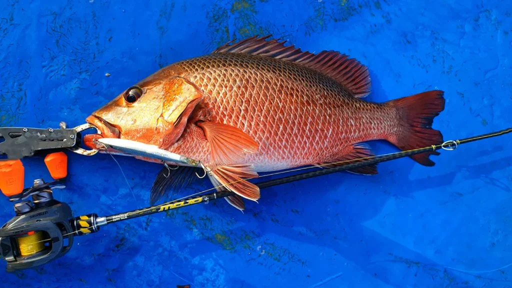 A Mangrove Jack caught on a fishing line