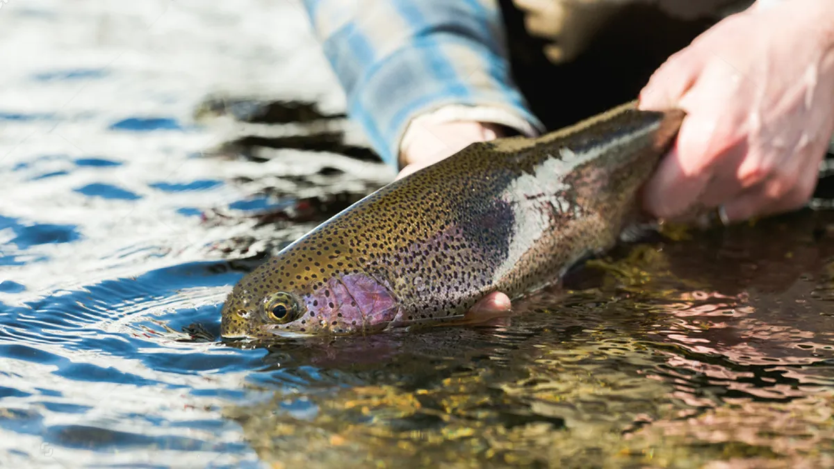 Catch and Release Best Practices: Ensuring Fish Survival and Promoting Conservation  7 catch and release on a trout