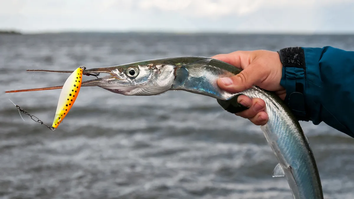 Garfish Fishing 101: Tips and Gear for a Successful Catch